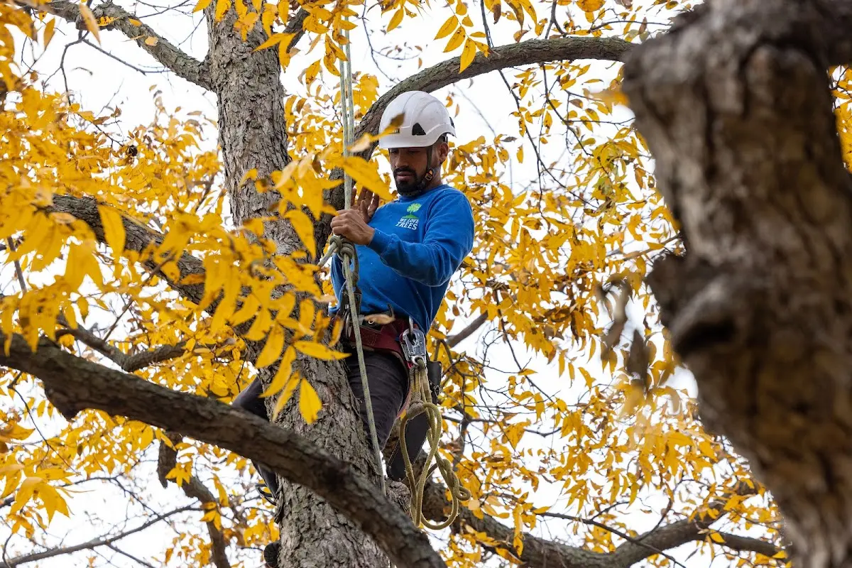 Skilled Tree Transplanting crew working in Supply