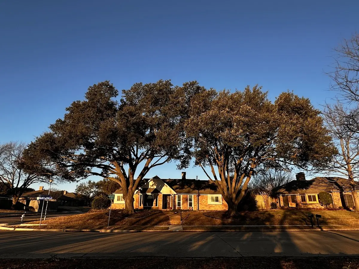 Established residential canopy tree shading a home in Supply
